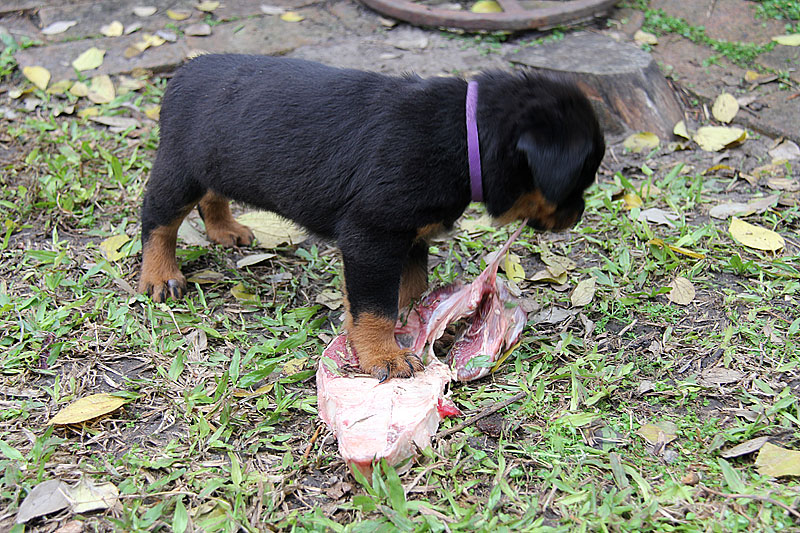 born bobtail rottweilers meldonya born bobtail rottweilers born bobtail rottweilers meldonya born bobtail rottweilers