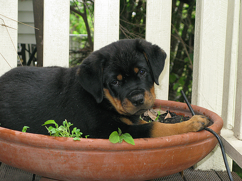 born bobtail rottweilers meldonya born bobtail rottweilers born bobtail rottweilers meldonya born bobtail rottweilers