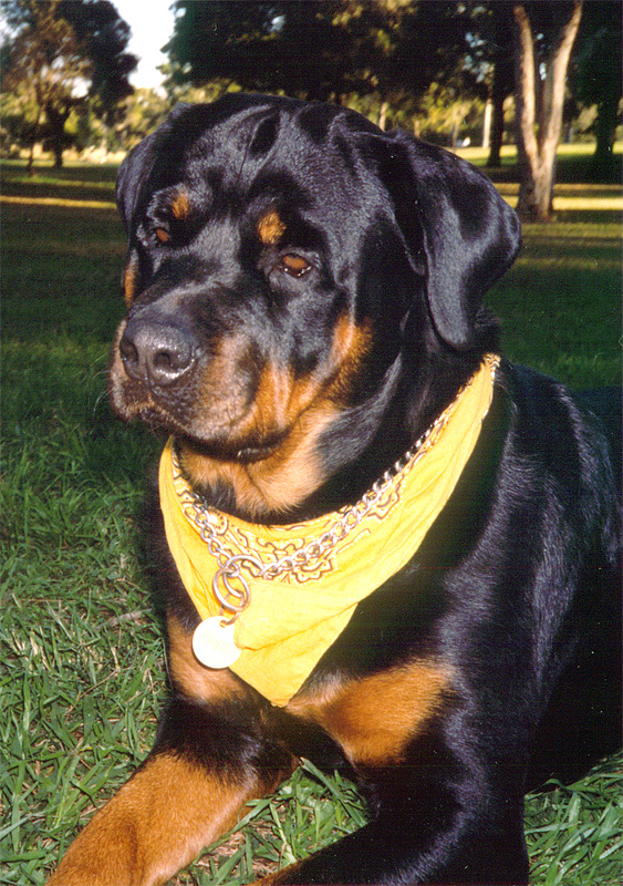 born bobtail rottweilers meldonya born bobtail rottweilers born bobtail rottweilers meldonya born bobtail rottweilers